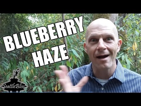 Blueberry Haze by Solstice marijuana strain review