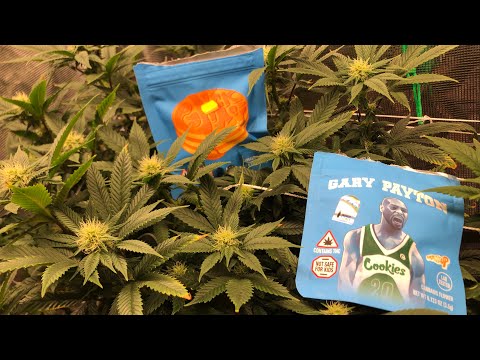 COOKIES STRAIN REVIEW : GARY PAYTON & PANCAKES