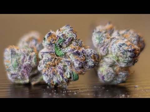 "Gelato The Great" – (Strain Review)