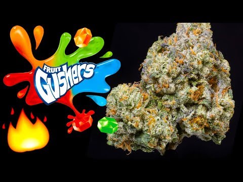 GUSHERS – WEED STRAIN REVIEW