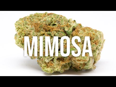 Mimosa strain review – simply DELICIOUS!