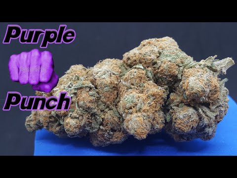 Purple Punch Strain Review