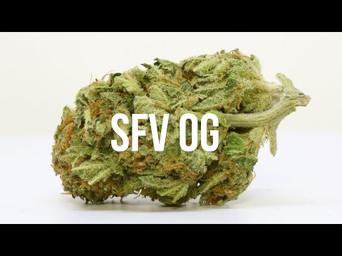 SFV OG strain review – International Highlife