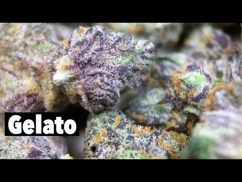 Smoking Gelato! Strain review