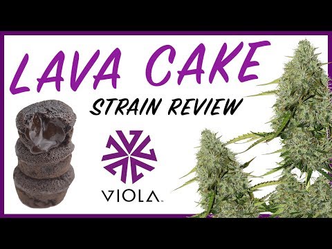 STRAIN REVIEW: LAVA CAKE