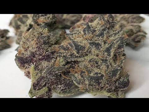 "Tropicana Cookies" – (Strain Review)